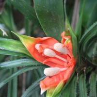Freycinetia walkeri Solms